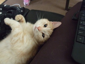 emmiecat