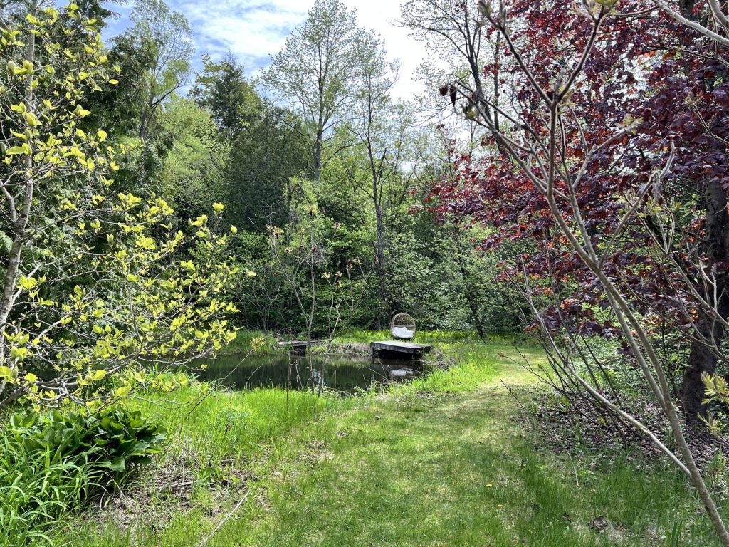 A picture of a forest, with a pond and a dock. There is moss and grass, a magnolia tree in the foreground, norway maple, cedar trees, and a big egg chair in the back shaded by trees.